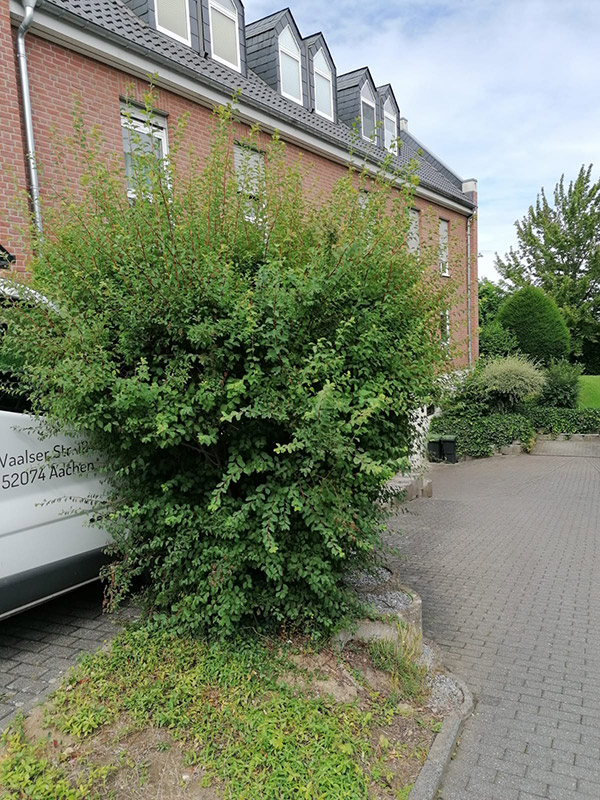 Before image