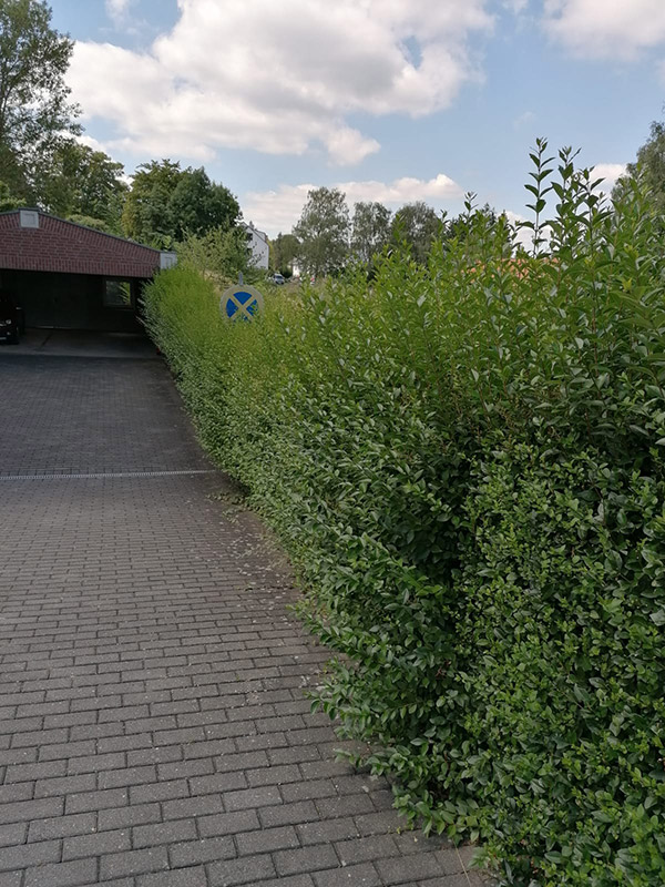 Before image